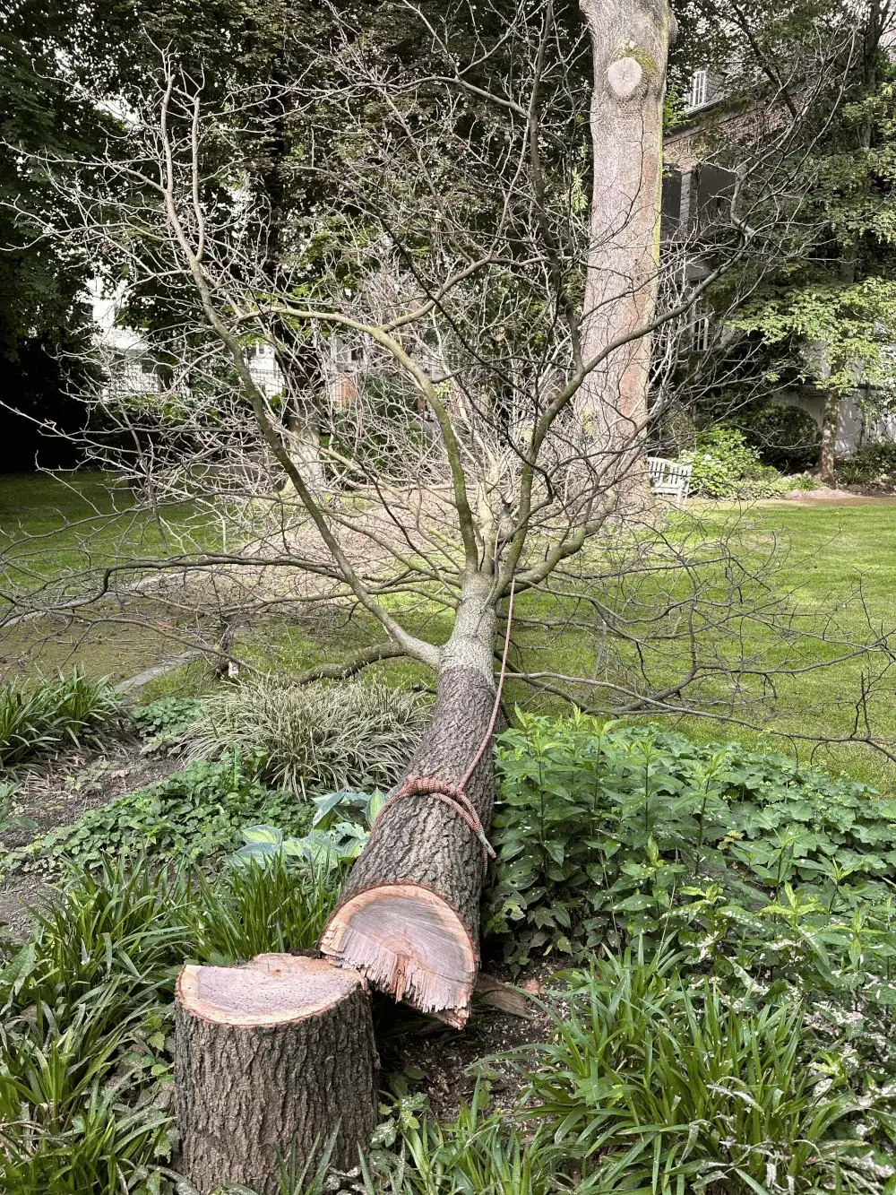 Kontrolliert gefällter Baum im Garten, Stamm sauber abgelegt