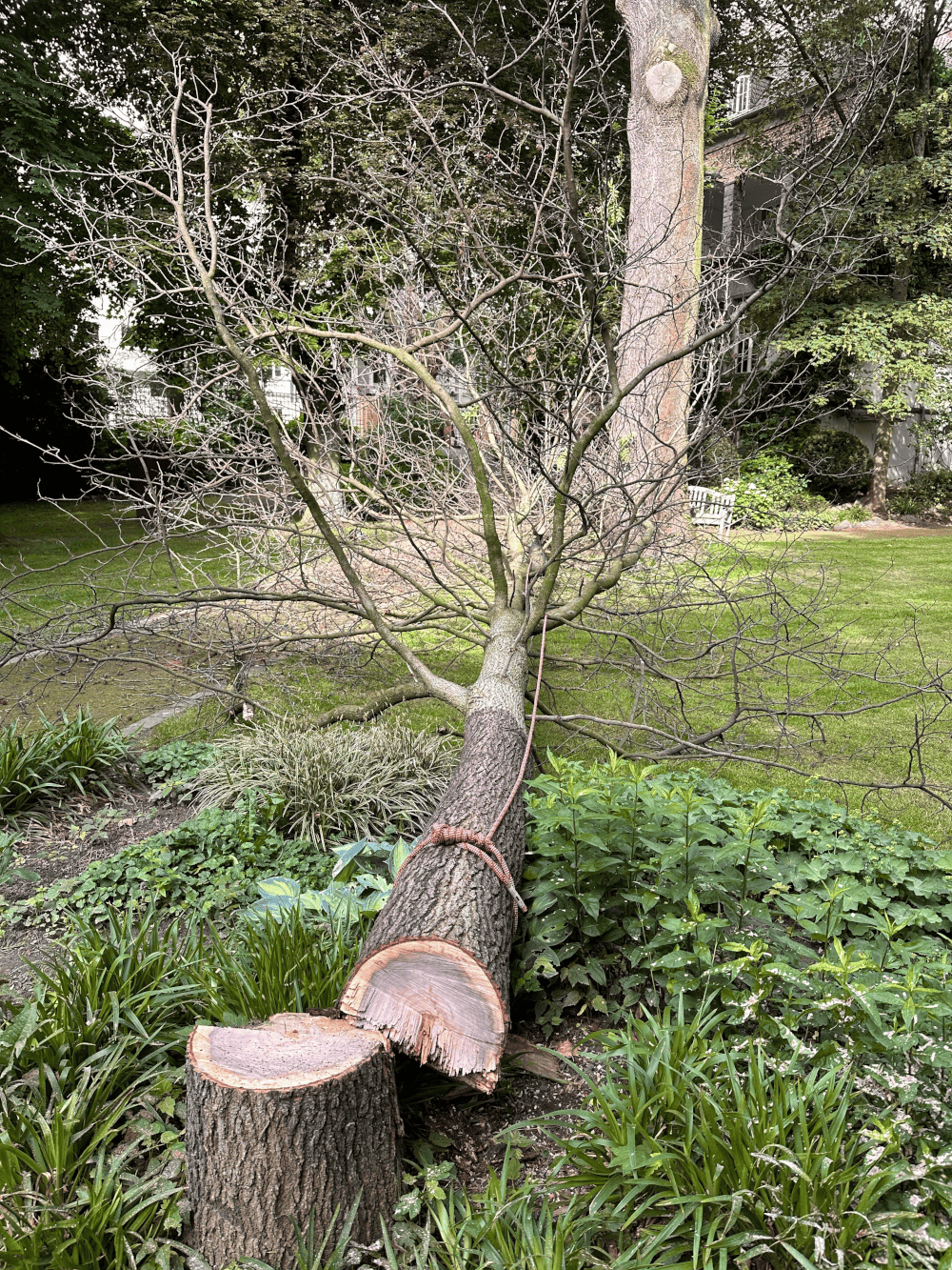 Wann ist eine Fällung nötig?