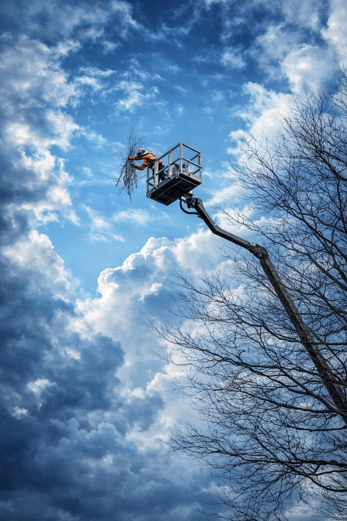 Stadtpark Düsseldorf: Erhalt einer alten Platane