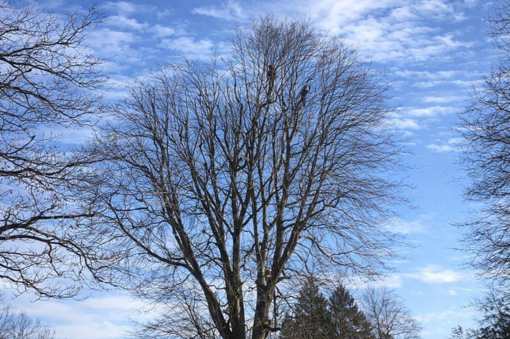 Kroneneinkürzung am Baum