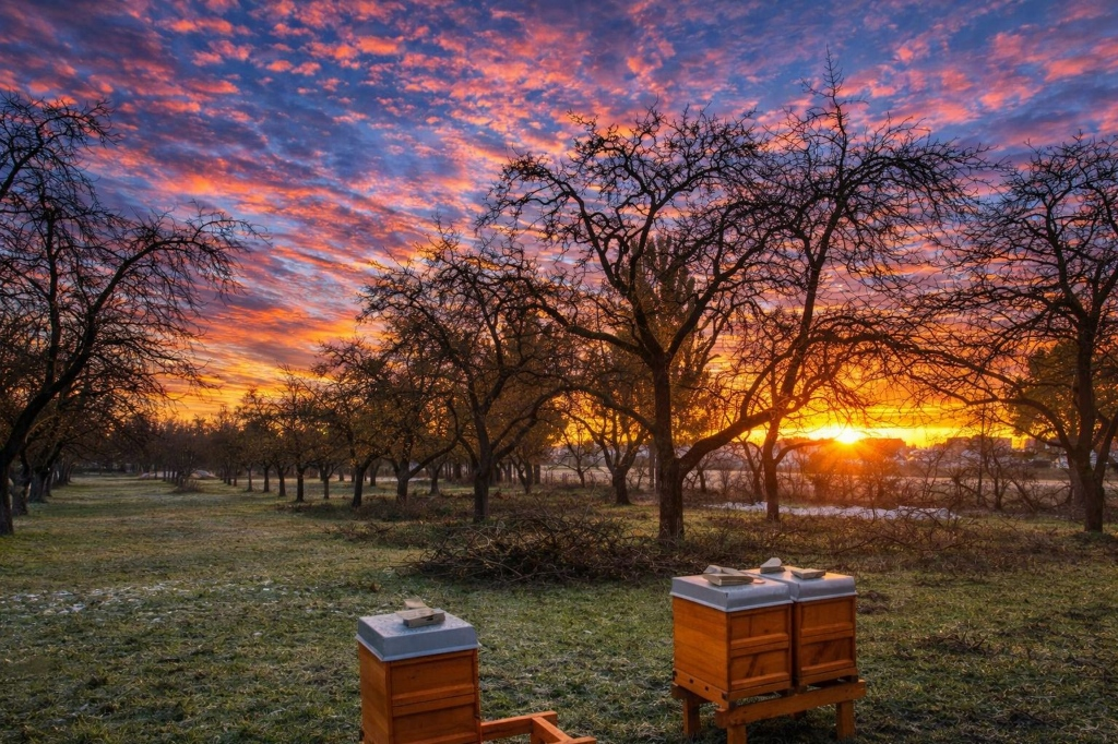 Fachgerechter Obstbaumschnitt
